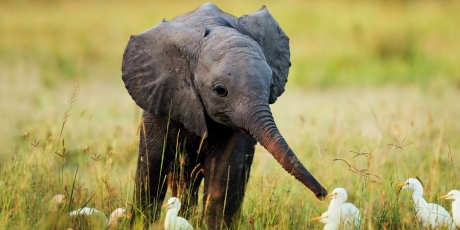 European governments: End the ivory trade for good!